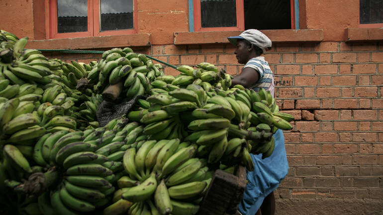 Ein Mann aus Madagaskar lädt Bananenstauden auf einen Karren.