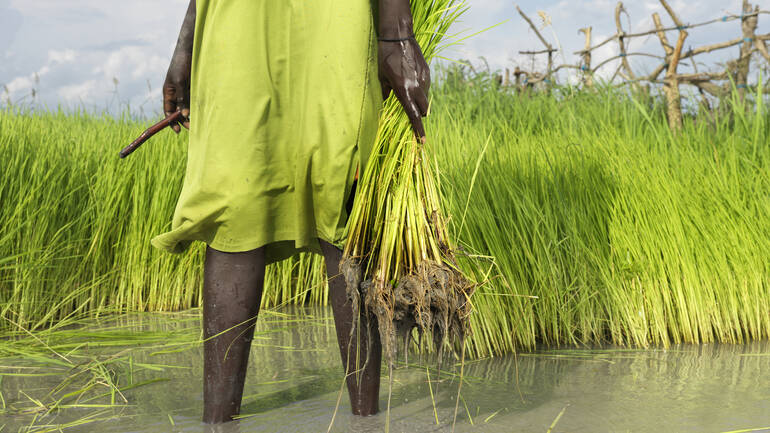 Eine Frau in grünem Kleid steht mit einem Bündel Reispflanzen in der Hand in einem Reisfeld.