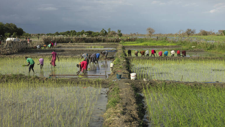 Frauen in Paguir arbeiten zusammen auf einer Anlage mit mehreren Reisfeldern.