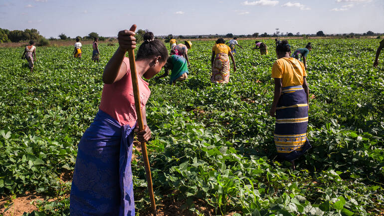 Frauen aus Madagaskar bei der gemeinsamen Feldarbeit.