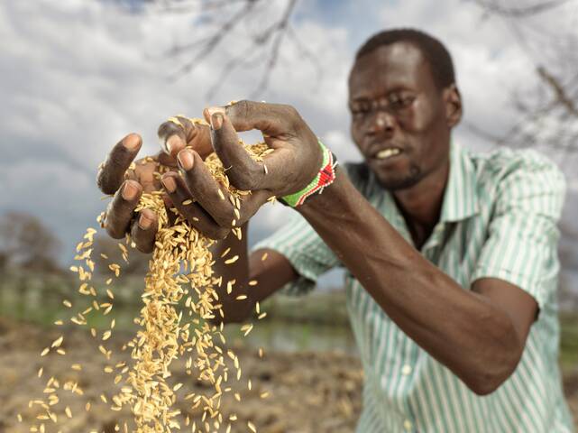 Ein Mann aus dem Südsudan lässt frischen, selbst angebauten Reis durch seine Finger rinnen.