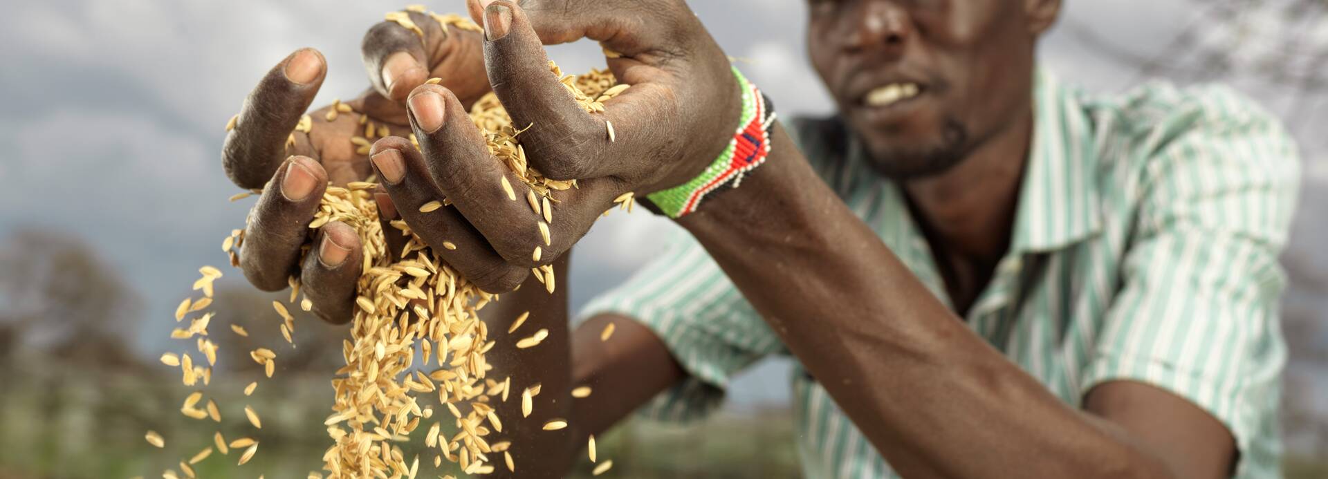 Ein Mann aus dem Südsudan lässt frischen, selbst angebauten Reis durch seine Finger rinnen.