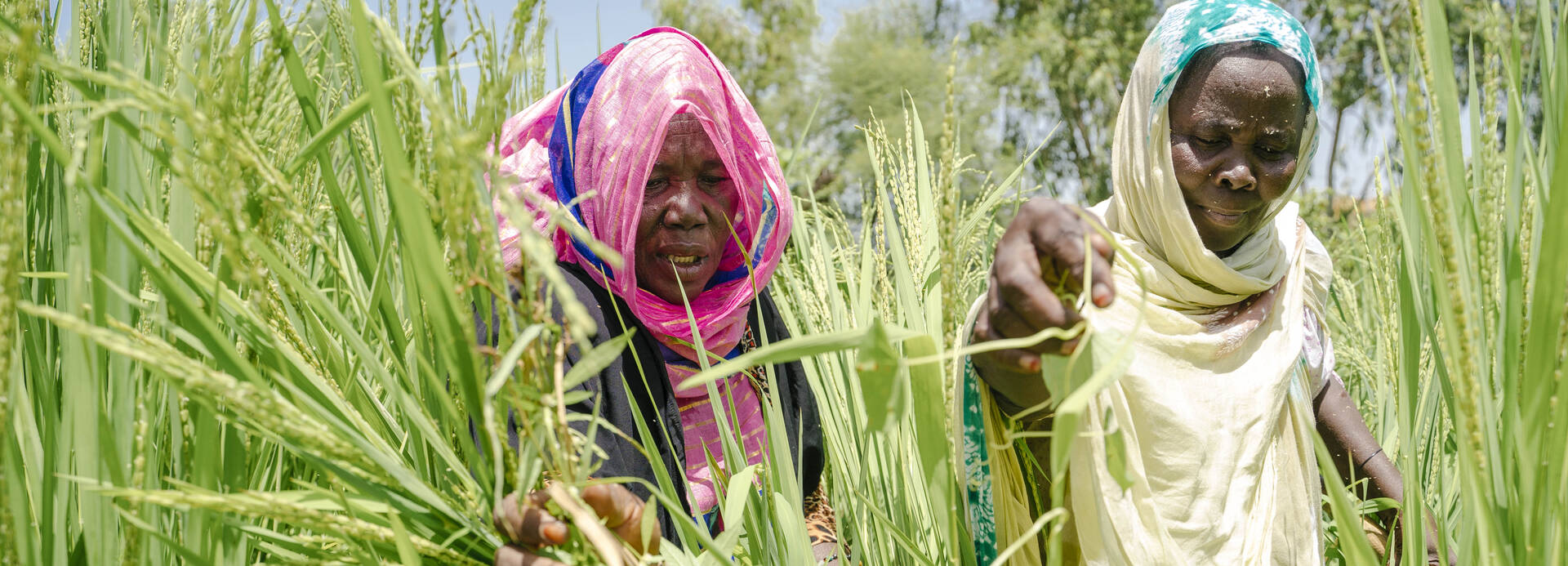 Zwei Frauen arbeiten in einem hoch gewachsenen grünen Getreidefeld in ihrem Gemeinschaftsgarten in Selibabi, Mauretanien.