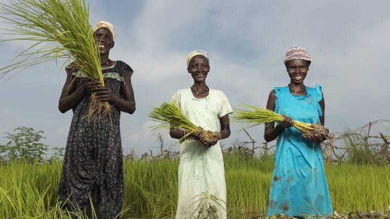 Nyathor Dor, Nyamai Duoth, Nyayiela Nyuon mit Reispflanzen auf einem Feld.