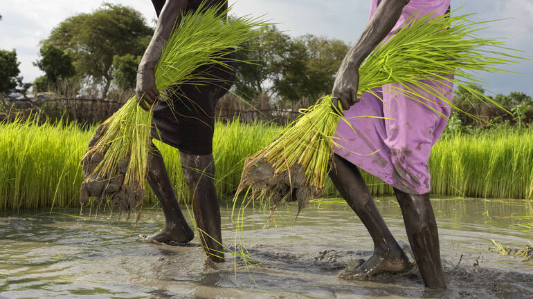 Zwei Frauen stapfen mit jeweils einem Bündel Reispflanzen in den Händen durch das Wasser.