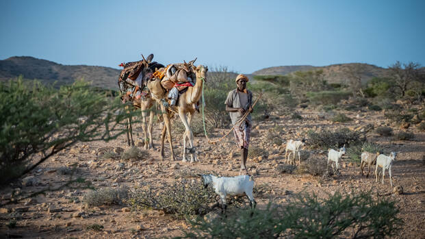 Ein Hirte in Somalia mit einem bepackten Kamel an der Hand führt seine Ziegenherde durch die vertrocknete Landschaft.