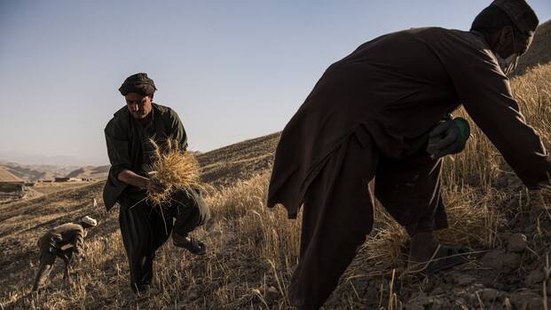 Bauern aus Afghanistan bei der Ernte auf einem Weizenfeld.