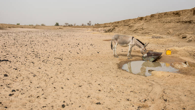 Esel trinkt aus Pfütze in ausgetrockneter Landschaft in Mauretanien