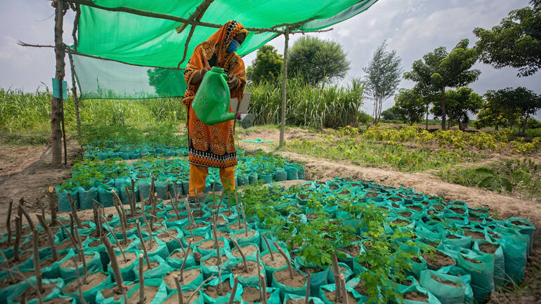 Frau in Pakistan wässert klimaresistente Pflanzen
