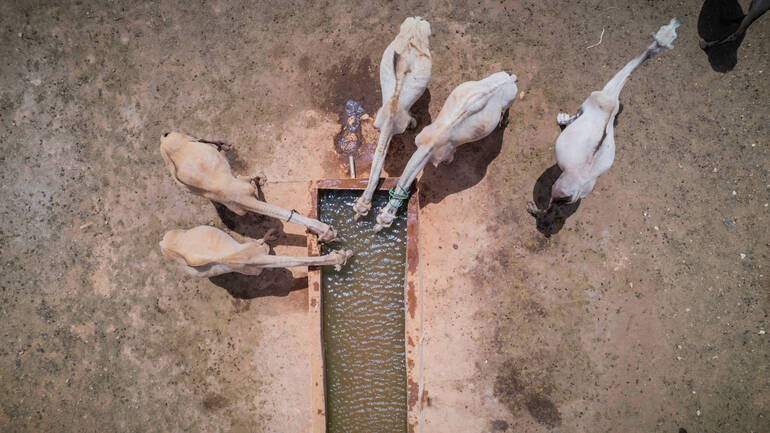 Fünf Dromedare scharren sich um einen Brunnen in der kargen, ausgetrockneten Landschaft.