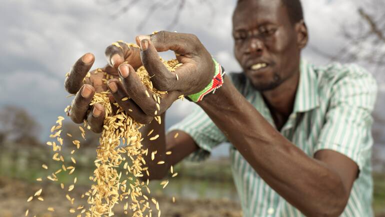 Ein Mann aus dem Südsudan lässt frischen, selbst angebauten Reis durch seine Finger rinnen.