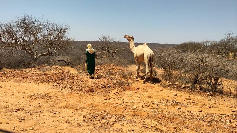 Eine Frau führt ein Kamel durch die trockene Landschaft Kenias Eine Frau führt ein Kamel durch die trockene Landschaft Kenias