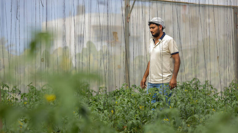 Nader, ein Bauer aus Gaza, in seinem Gewächshaus zwischen Pflanzen. Nader, ein Bauer aus Gaza, in seinem Gewächshaus zwischen Pflanzen.