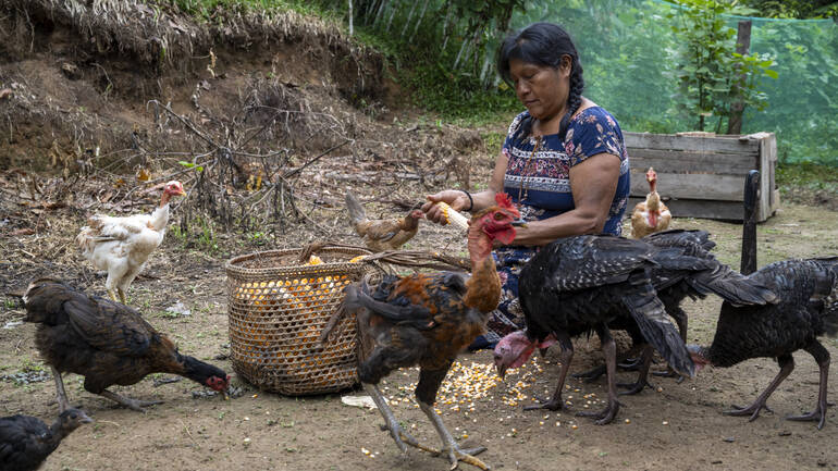 Eine Bäuerin aus Peru füttert ihre Hühner. Eine Bäuerin aus Peru füttert ihre Hühner.