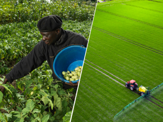 Rodget Ukuna aus dem Kongo beim Ernten von Auberginen (links), ein agrarindustriell betriebenes Feld eines Großbetriebes (rechts). Rodget Ukuna aus dem Kongo beim Ernten von Auberginen (links), ein agrarindustriell betriebenes Feld eines Großbetriebes (rechts).