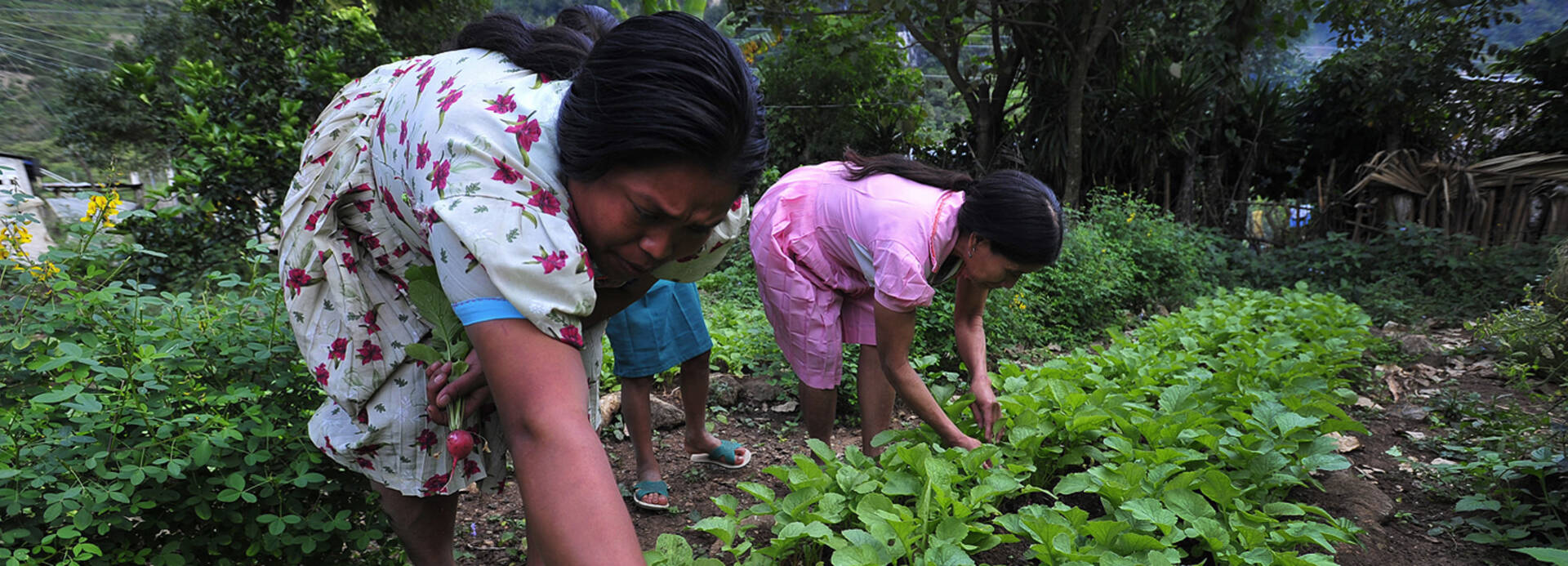 Frauen arbeiten auf einem Feld in Guatemala.