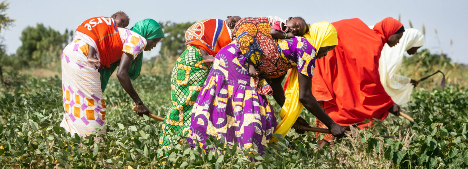 Frauen in Nigeria arbeiten auf dem Feld.