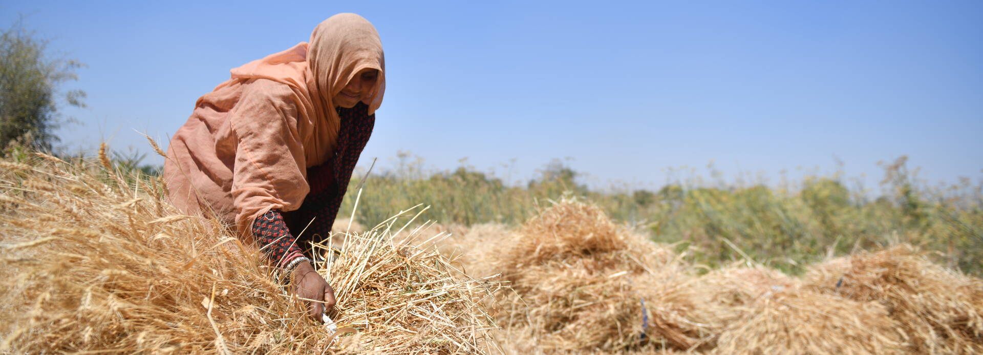 Eine Frau aus Indien sammelt Weizen ein