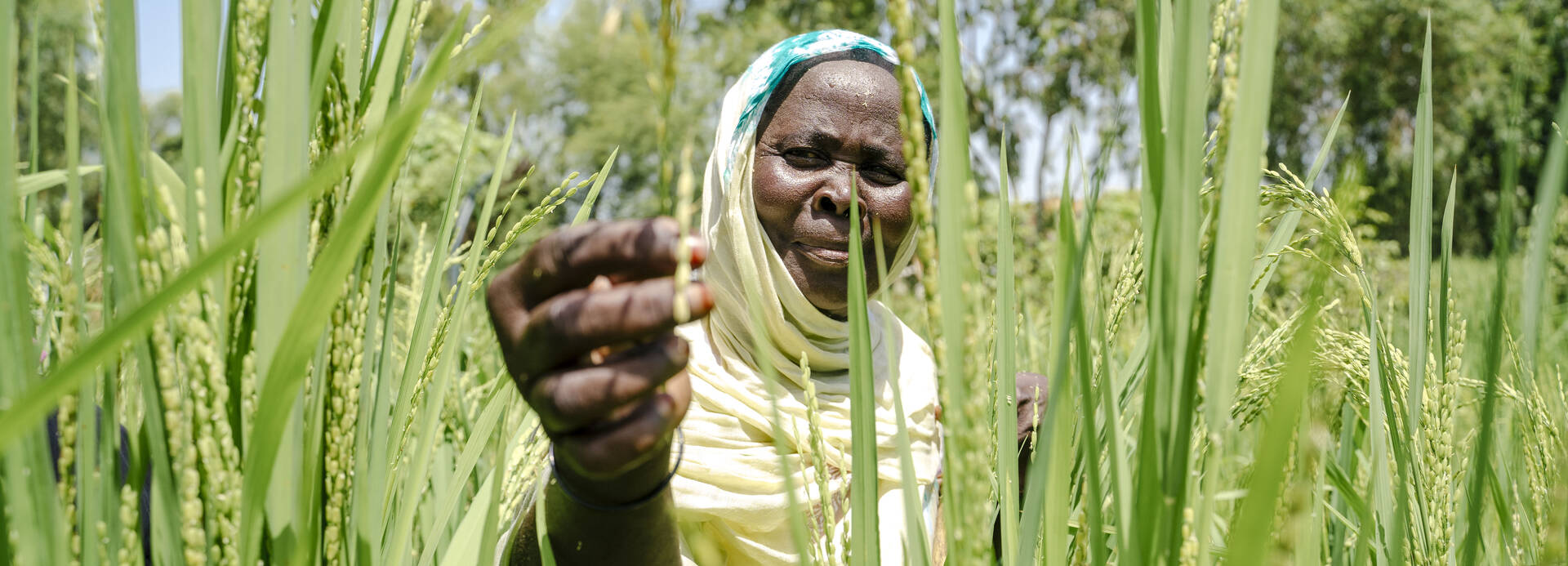 Eine Frau aus Mauretanien steht in einem Feld eines gemeinschaftlichen Gartenprojekts und sieht sich eine Ähre genauer an