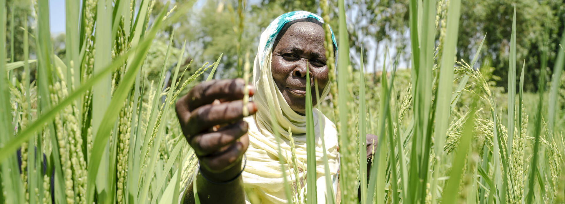 Eine Frau aus Mauretanien steht in einem Feld eines gemeinschaftlichen Gartenprojekts und sieht sich eine Ähre genauer an Eine Frau aus Mauretanien steht in einem Feld eines gemeinschaftlichen Gartenprojekts und sieht sich eine Ähre genauer an