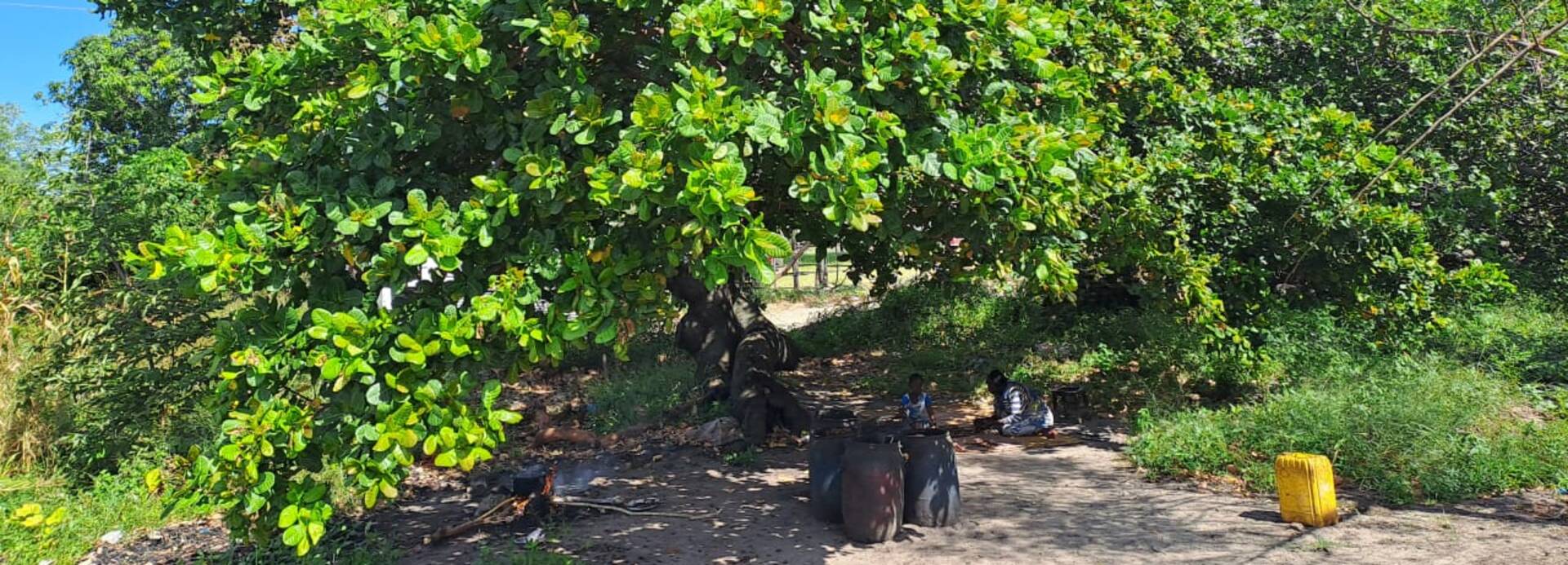 Die Gruppe von „Seeds of Hope“, zu Deutsch „Samen der Hoffnung“ sitzt im Schatten unter einem ausladenden Baum.