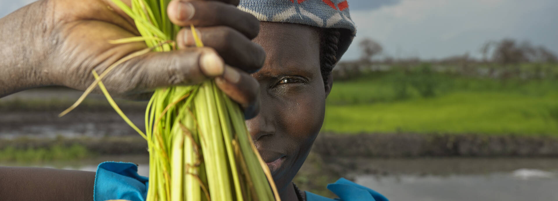 Seit den Überflutungen im Südsudan haben die Menschen sich dem Reisanbau verschrieben. Eine Frau aus dem Südsudan hält geerntete Reispflanzen in die Kamera und verdeckt damit ihr halbes Gesicht.