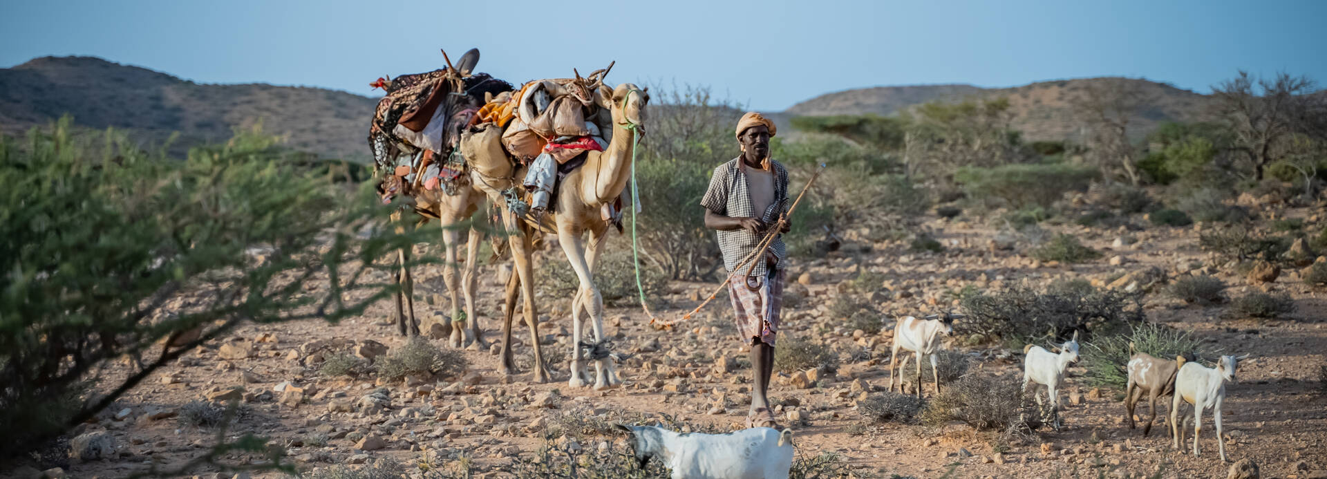 Ein Hirte in Somalia mit einem bepackten Kamel an der Hand führt seine Ziegenherde durch die vertrocknete Landschaft. Ein Hirte in Somalia mit einem bepackten Kamel an der Hand führt seine Ziegenherde durch die vertrocknete Landschaft.