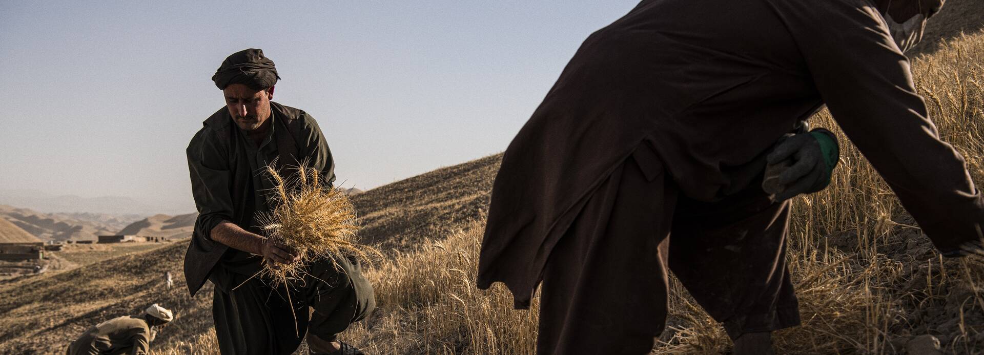 Bauern aus Afghanistan bei der Ernte auf einem Weizenfeld.