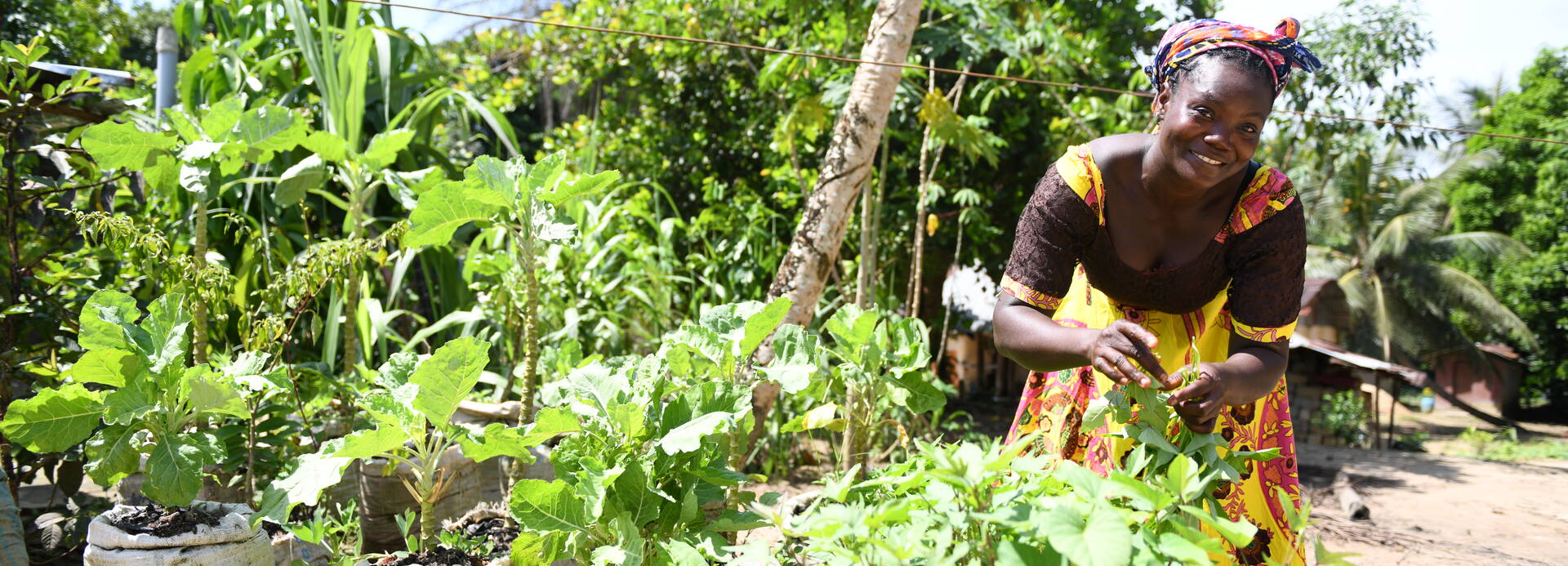 Eine Frau aus Liberia beim Pflegen ihrer Pflanzen für den Gemeindegarten. Eine Frau aus Liberia beim Pflegen ihrer Pflanzen für den Gemeindegarten.