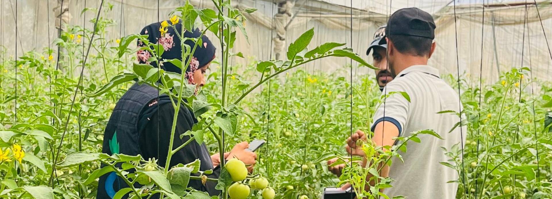 Eine Mitarbeiterin von Aktion gegen den Hunger im Gespräch mit zwei Bauern im Gazastreifen in einem Gewächshaus. Eine Mitarbeiterin von Aktion gegen den Hunger im Gespräch mit zwei Bauern im Gazastreifen in einem Gewächshaus.