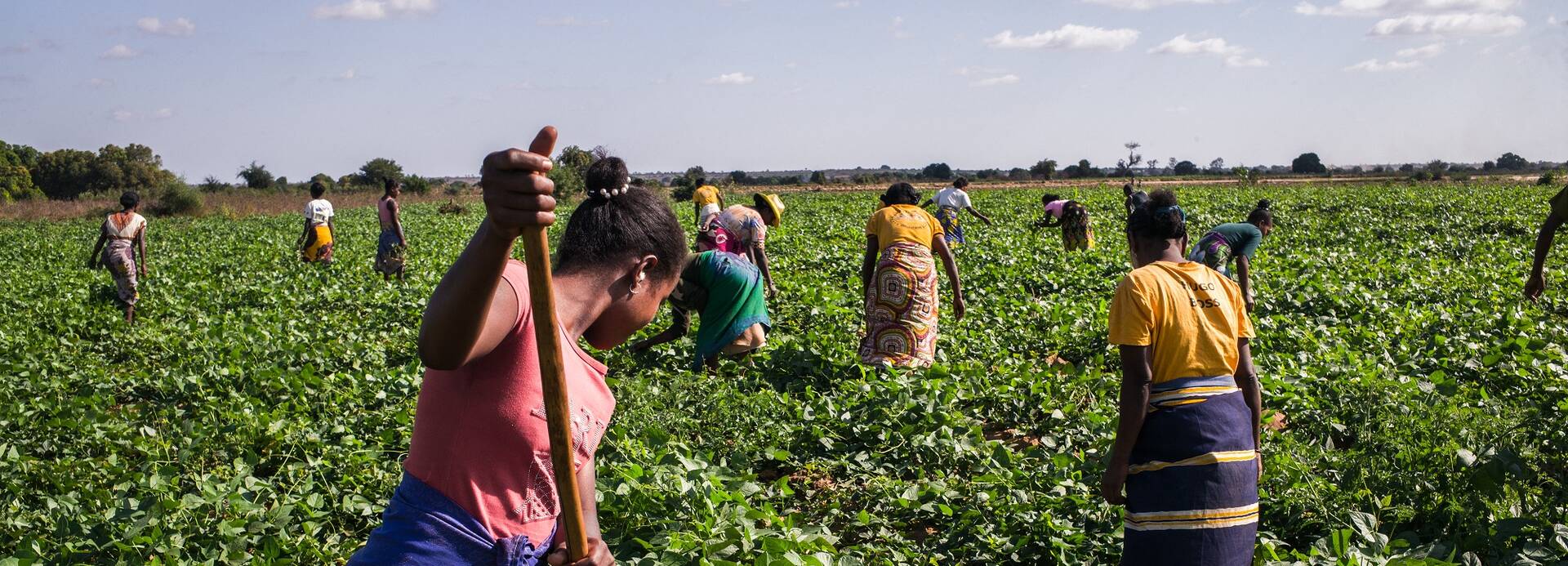 Menschen bewirtschaften ein Feld in Madagaskar. Menschen bewirtschaften ein Feld in Madagaskar.