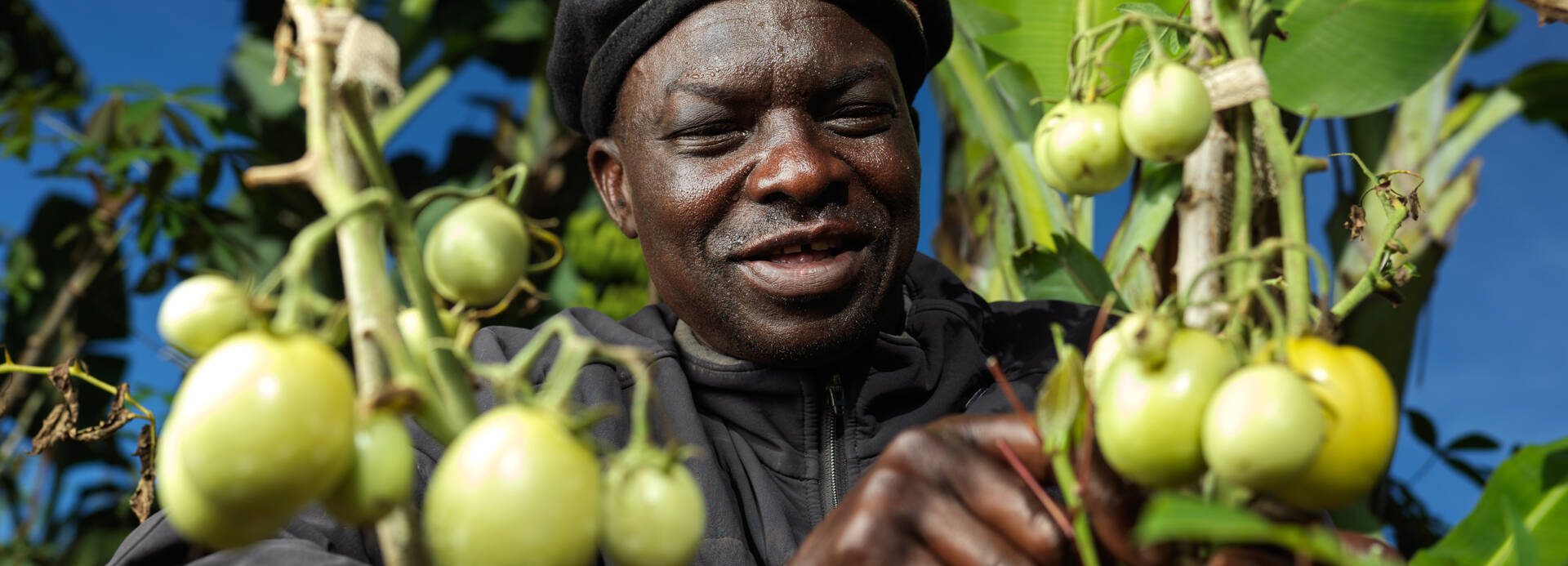 Rodget Ukuna musste aus seiner Heimat in der DR Kongo fliehen und lebt in einer Siedlung für geflüchtete Menschen im Dorf Kentomi, im Westen Ugandas, wo er Tomaten und andere Gemüsesorten anbaut. Rodget Ukuna kümmert sich um seine Tomaten, die er neben vielen anderen Gemüsensorten in einem Modellhaus von Aktion gegen Hunger anbaut..