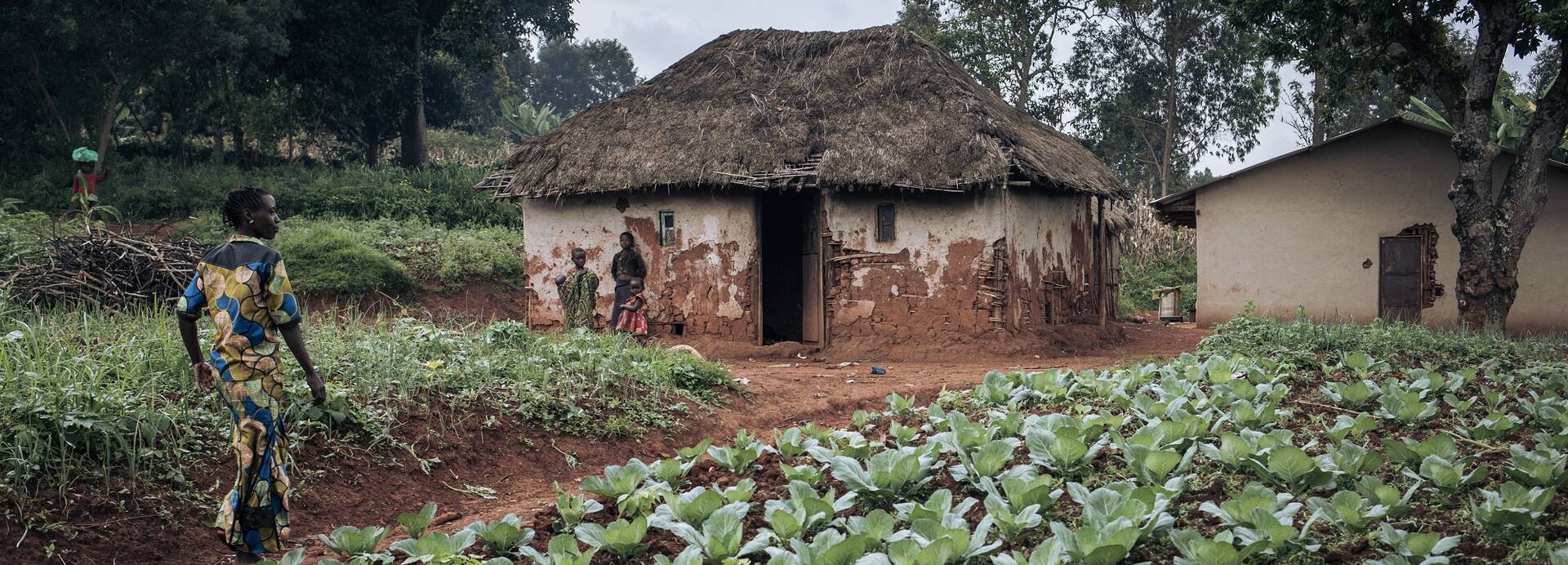 Alice Ditsove Birungi (links) geht in ihrem Kohlfeld in der Ortschaft Chussa spazieren, das durch das ACF-Projekt zur Wiederbelebung der Landwirtschaft in den Gesundheitszonen Drodro und Lita im Gebiet Djugu, Provinz Ituri, im Nordosten der Demokratischen Republik Kongo, unterstützt wird. Alice Ditsove Birungi (links) geht in ihrem Kohlfeld in der Ortschaft Chussa spazieren, das durch das ACF-Projekt zur Wiederbelebung der Landwirtschaft in den Gesundheitszonen Drodro und Lita im Gebiet Djugu, Provinz Ituri, im Nordosten der Demokratischen Republik Kongo, unterstützt wird.