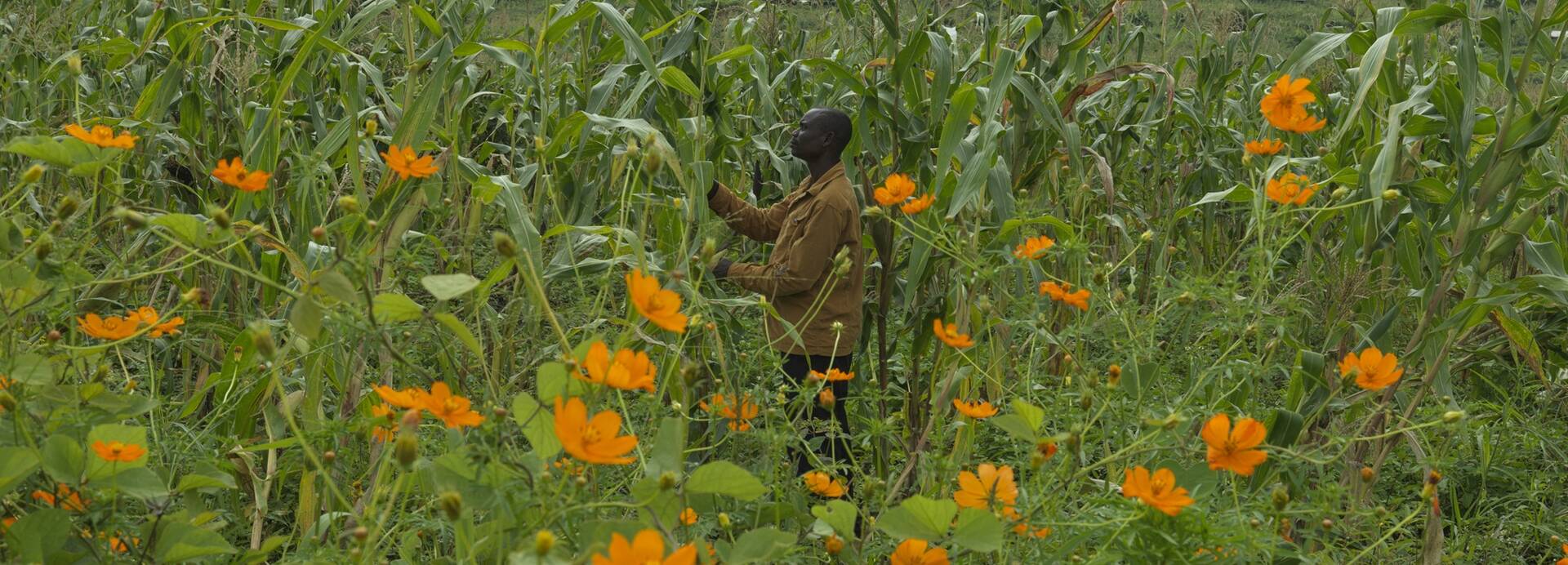 Ein Mann kümmert sich um seinen Mais auf einem Bewässerungsfeld in Uganda.