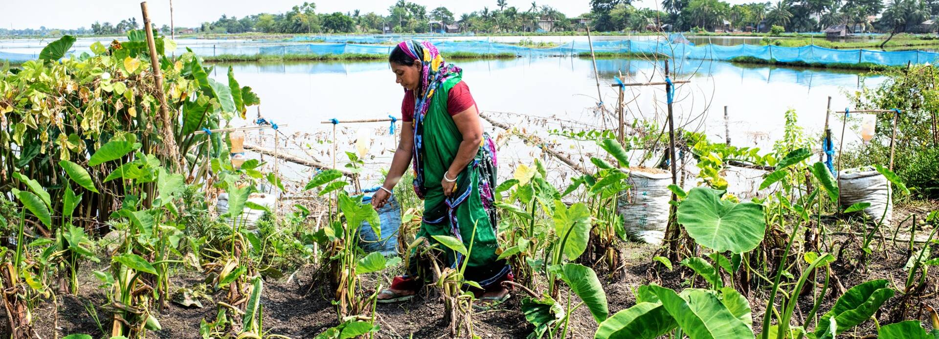 Bangladesch gehört zu den Ländern, die am stärksten vom Klimawandel betroffen sind. Eine Frau in Bangladesch bestellt das Feld.