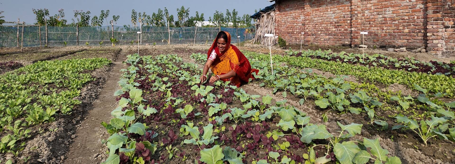 In Bangladesch besteht eine ausgeprägte soziale Ungleichheit, die sich besonders auf Frauen auswirkt. Eine Frau in Bangladesch bestellt das Feld.