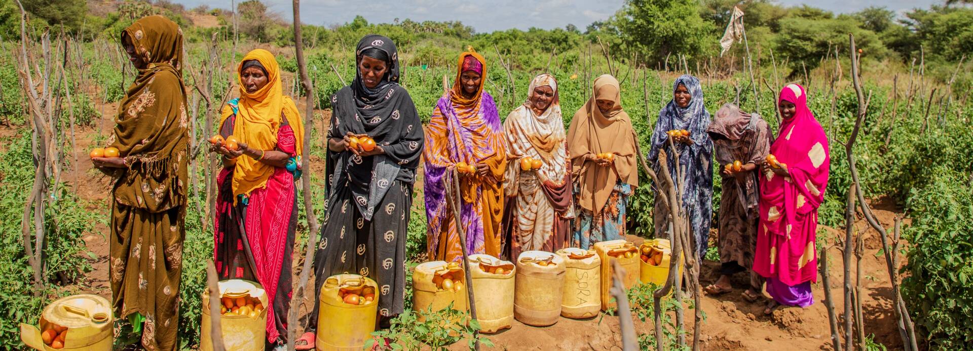 Frauen aus dem Dorf Malkadaka in Kenia betreiben Gartenbau und ernten Tomaten.