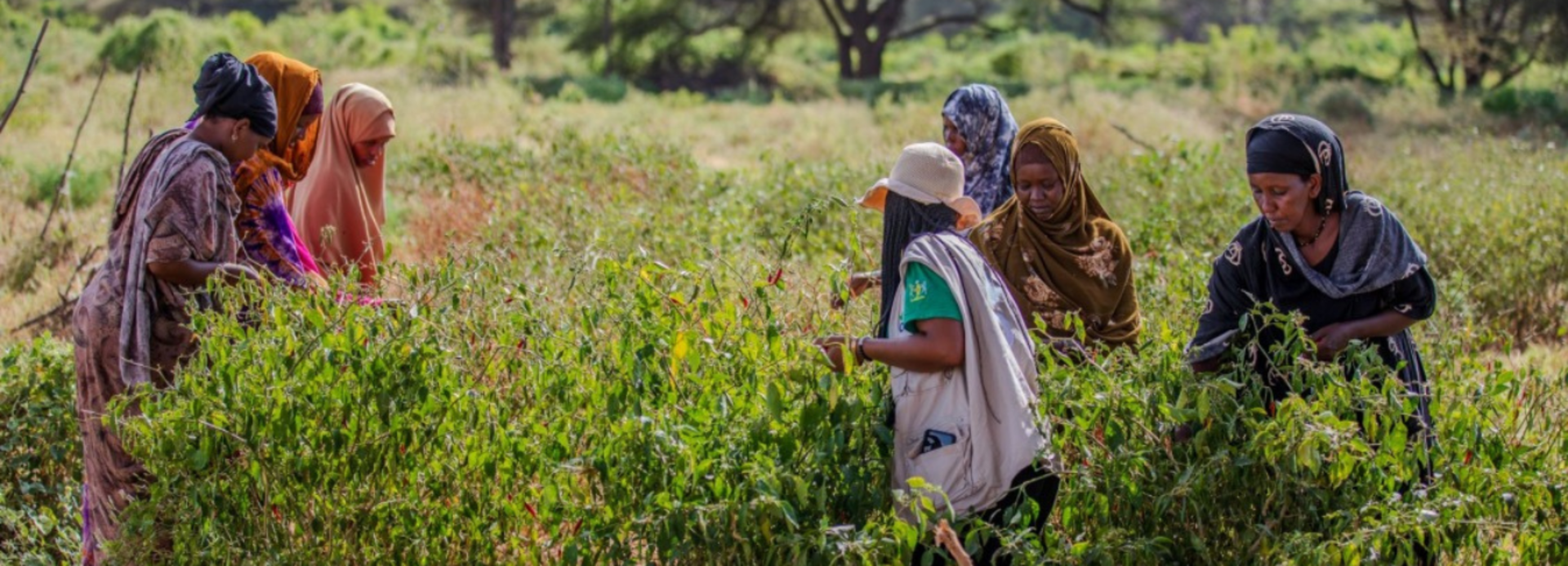 Frauen der Dorfgemeinschaft und eine Mitarbeiterin von Aktion gegen den Hunger in Kenia Frauen aus der Gemeinschaft zeigen einer Mitarbeiterin von Aktion gegen den Hunger in Kenia den Erfolg ihres klimaresistenten Anbaus.