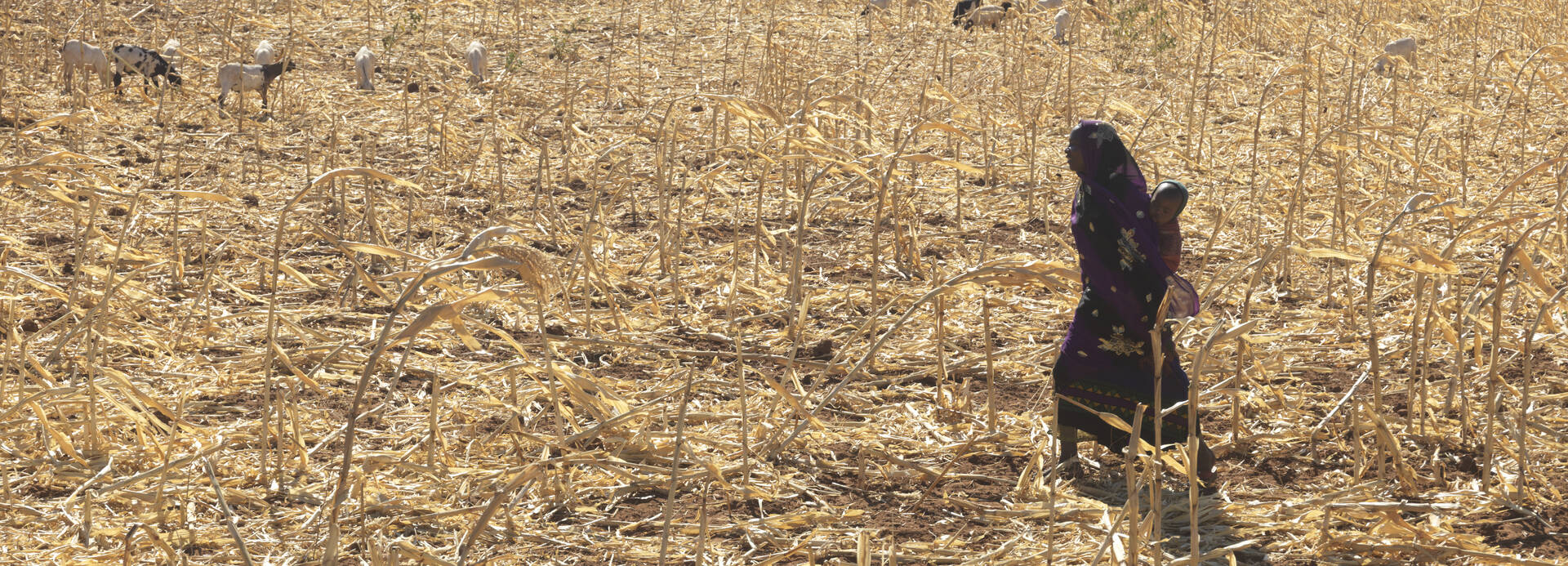 Eine Frau läuft mit ihrem Baby auf dem Rücken über ihre zerstörten Maisfelder in Äthiopien. Ihre Ernten fallen aufgrund des Klimawandels immer wieder aus. Eine Frau läuft mit ihrem Baby auf dem Rücken über ihre zerstörten Maisfelder in Äthiopien. Ihre Ernten fallen aufgrund des Klimawandels immer wieder aus.