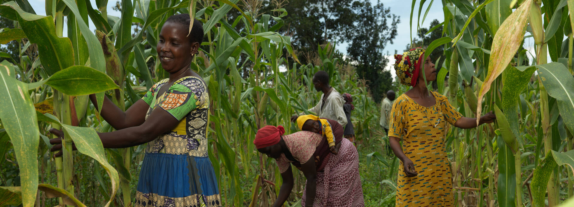 Frauen arbeiten in einem Maisfeld in Uganda