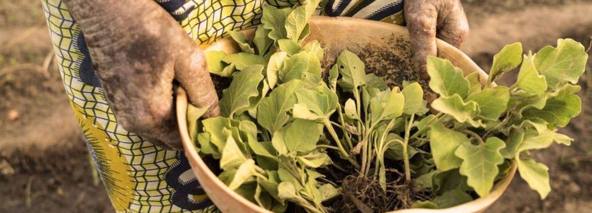 Die Früchte seiner Arbeit