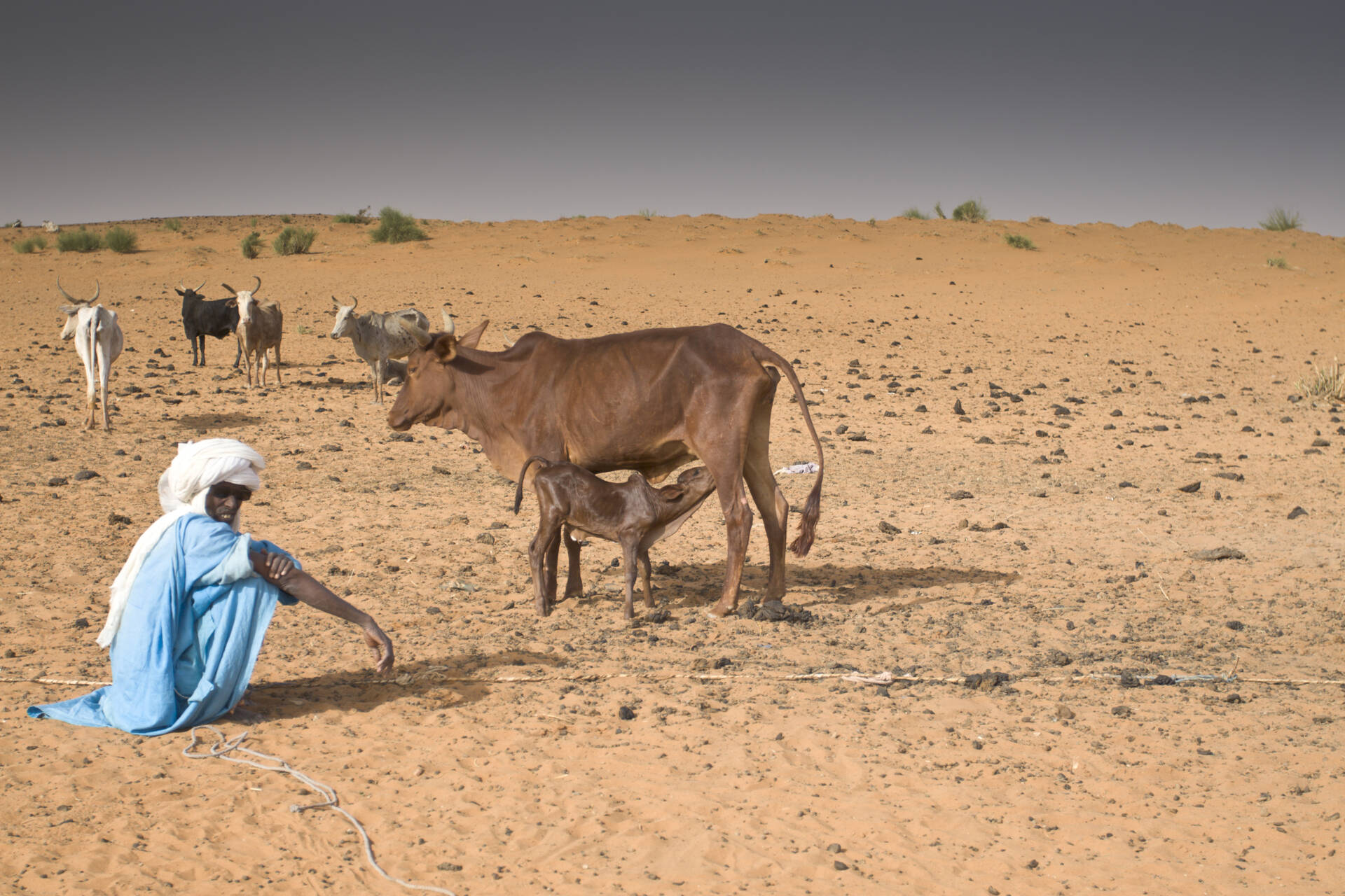 Ausgemärgeltes Kalb sucht nach Milch von abgemagerter Kuh Ausgemärgeltes Kalb sucht nach Milch von abgemagerter Kuh