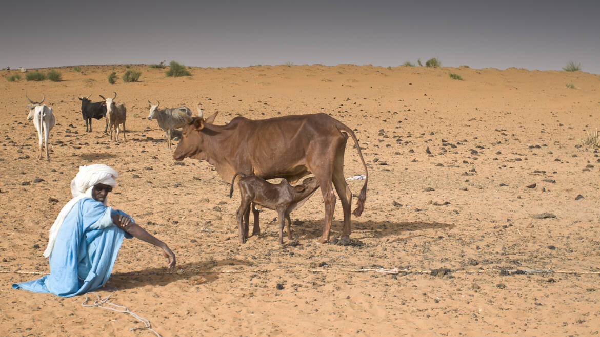 Bauer mit Vieh in Mauretanien