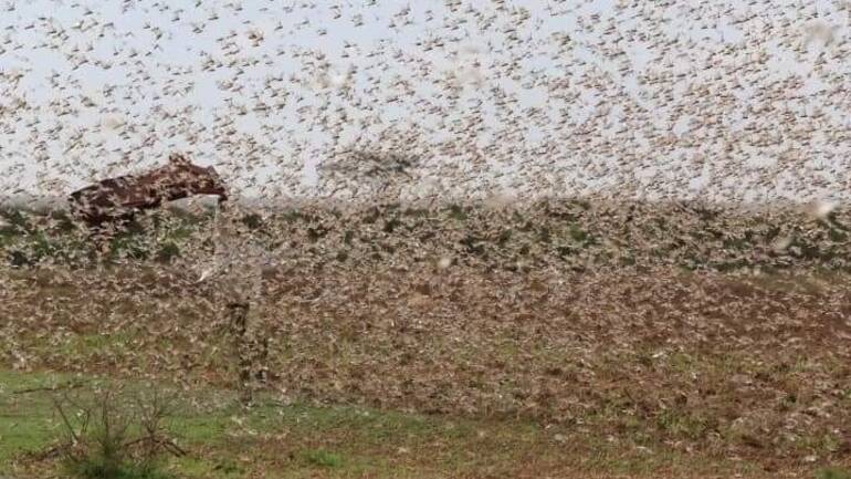 Heuschrecken fliegen in dichten Schwärmen über eine Wiese.