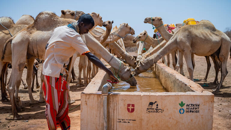 Ein junger Mann aus Somalia bedient einen von Aktion gegen den Hunger und Partnern instandgesetzten Brunnen, an dem sich Dromedare tränken.
