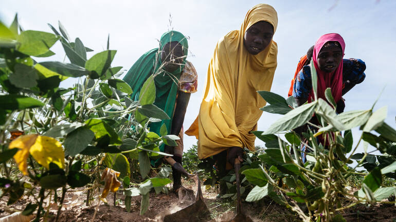 Drei Frauen in bunten Tüchern kümmern sich gemeinsam um ein Feld in Nigeria.