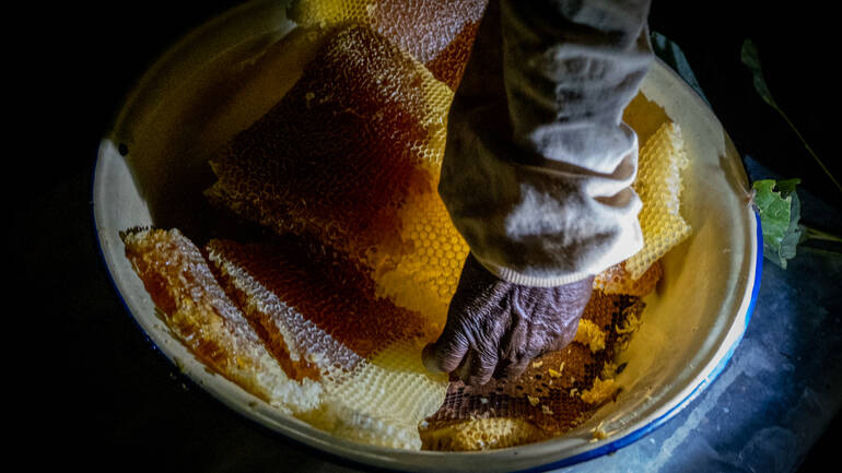 Eine Hand legt Bienenwaben in eine Schüssel.