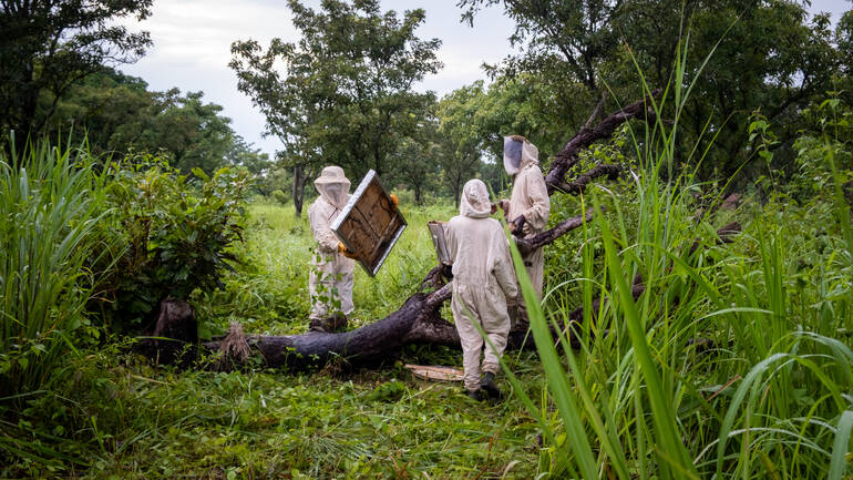 Drei Imker aus der Zentralafrikanischen Republik begutachten einen Bienenstock.