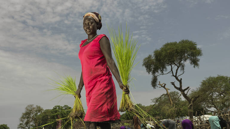 Eine Frau im roten Kleid läuft über ein Feld, sie hält Reissetzlinge in den Händen.