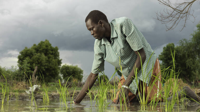 Ein Mann kniet im überschwemmten Reisfeld und zupft Unkraut.